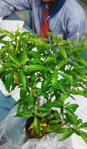 frommans memorial school rewa mp